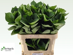 Hydrangea Leaf 80cm