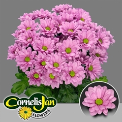 Chrysanth Spray Resq 70cm 100gr.