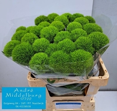 Dianthus Barb Kiwi Mellow Cool 60cm