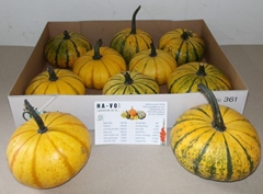 Cucurbita Pepo Lil Pump-ke-mon 14cm