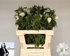Clarkia Amoena Grace White 55cm