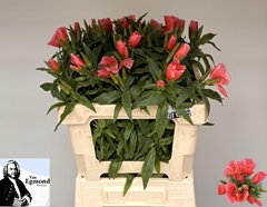 Clarkia Amoena Grace Salmon 55cm