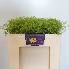 Alchemilla Mollis Robustica 45cm
