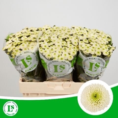 Chrysanth Santini Sira 55cm 44gr.