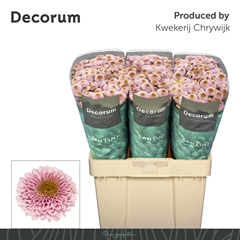Chrysanth Santini Doria Pink 55cm 48gr.