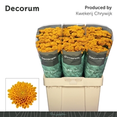 Chrysanth Santini Ellison Orange 55cm 48gr.