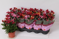 Chrysanth Mix 12Ø 26cm