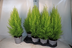 Cupressus Goldcrest Wilma 14Ø 57cm