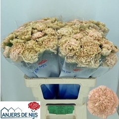 Dianthus Single Lege Marrone 60cm