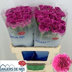 Dianthus Single Farida 60cm