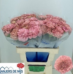 Dianthus Single Lege 60cm