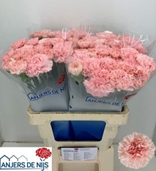 Dianthus Single Jodie 60cm