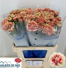 Dianthus Single Wow+ 60cm