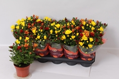 Chrysanth Mix 12Ø 26cm
