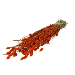 Dried Flowers Phalaris 70cm