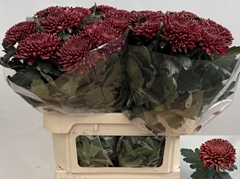 Chrysanth Single Bigoudi Red 80cm 125gr.