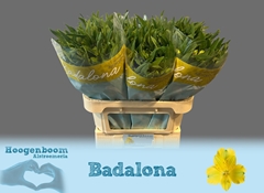 Alstroemeria Badalona 75cm 100gr.