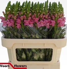 Antirrhinum Potomac Pink 75cm