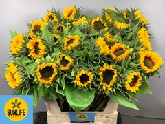 Helianthus Sunrich Orange 80cm