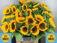 Helianthus Sunrich Orange 80cm