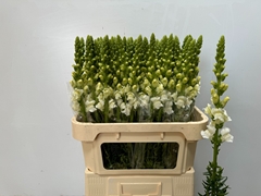 Antirrhinum Potomac Ivory White 80cm