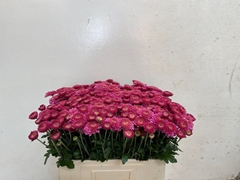 Chrysanth Spray Blenda Purper 55cm 60gr.
