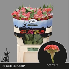 Celosia Act Ziva 72cm