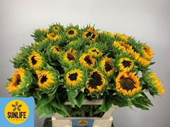 Helianthus Sunrich Provence 80cm
