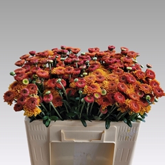Chrysanth Spray Bruno 55cm 60gr.