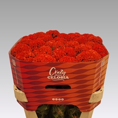Celosia Persimmon Chief 75cm