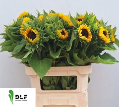 Helianthus Sunrich Orange 80cm 5cm Hd