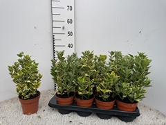 Euonymus Mix 9Ø 15cm