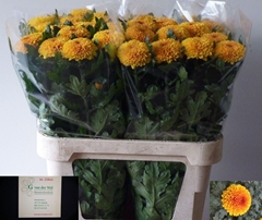 Chrysanth Single Paladov 80cm 80gr.