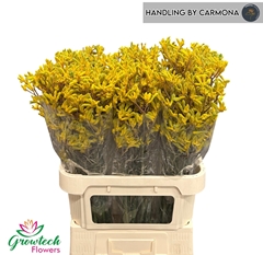 Anigozanthos Yindi 80cm