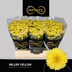 Chrysanth Santini Miller Yellow 55cm 40gr.
