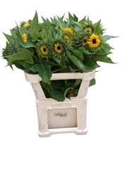 Helianthus Sunrich Orange 80cm