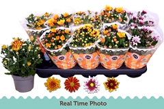 Chrysanth Mix 12Ø 25cm