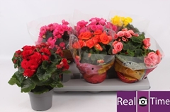 Begonia Double Mix 13Ø 31cm