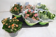 Kalanchoe Double Mix 15Ø 26cm