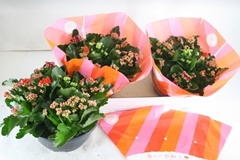 Kalanchoe Double Mix 23Ø 25cm