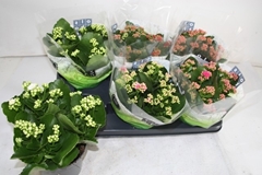 Kalanchoe Double Mix 15Ø 26cm