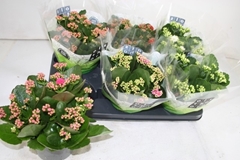 Kalanchoe Double Mix 15Ø 26cm
