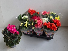 Begonia Double Mix 9Ø 25cm