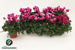 Cyclamen Super Serie Compact Fuji 10Ø 25cm