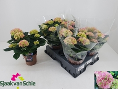 Hydrangea Hi Halo 14Ø 36cm 5bl