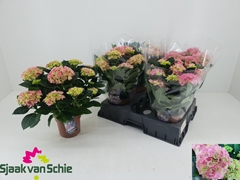 Hydrangea Hi Halo 14Ø 36cm 7bl