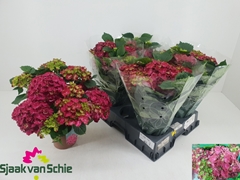 Hydrangea Hi Fire 14Ø 38cm 7bl