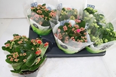 Kalanchoe Double Mix 15Ø 26cm