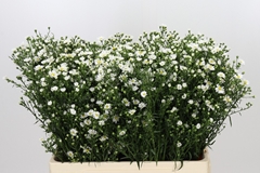 Aster Paquita 60cm 20gr.