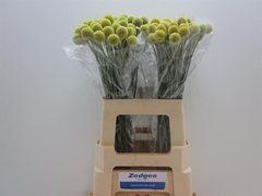 Craspedia Yellow 60cm